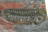 Prone Morocops Trilobite Fossil - Jorf, Morocco #368606-2